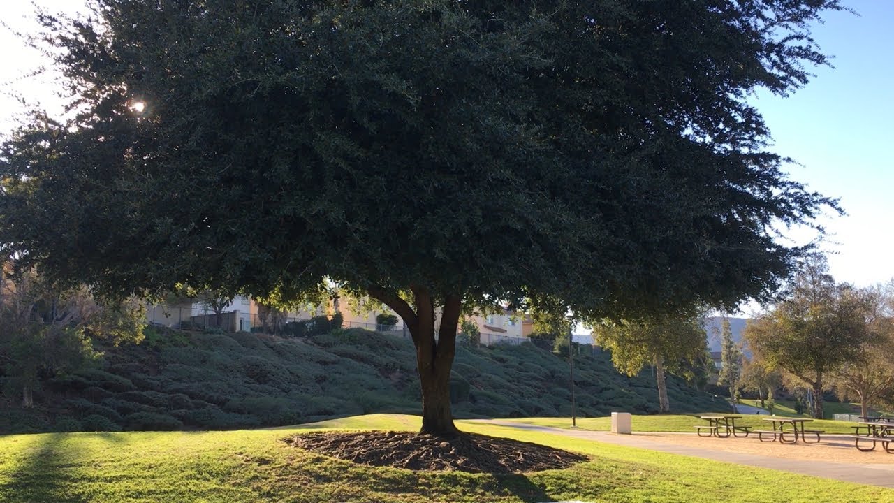 Southern Live Oak (Quercus Virginiana) How to Grow Live Oaks