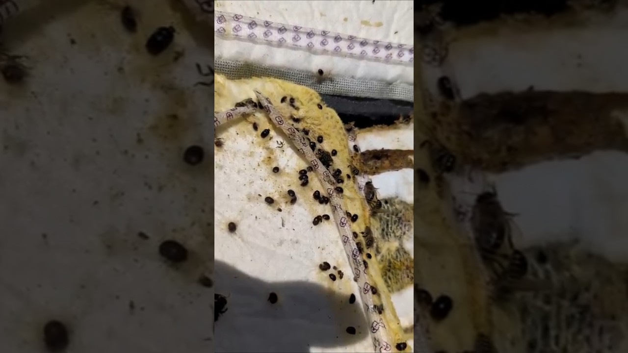 The absolute best way to capture and kill the small hive beetle in your beehives, save your bees!!!