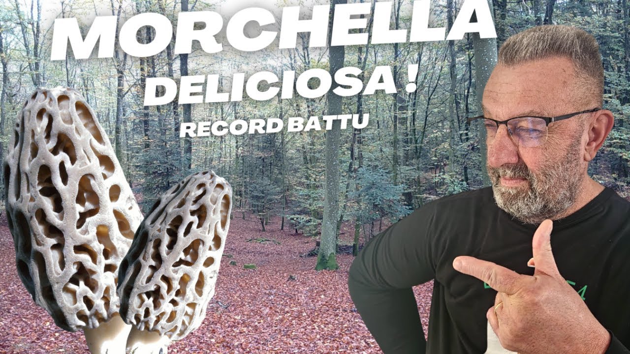 𝐌𝐎𝐑𝐈𝐋𝐋𝐄𝐒 𝐃𝐔 𝟏𝟒/𝟎𝟐/𝟐𝟒 🍄, 𝐑𝐄𝐂𝐎𝐑𝐃 𝐁𝐀𝐓𝐓𝐔 🤩!