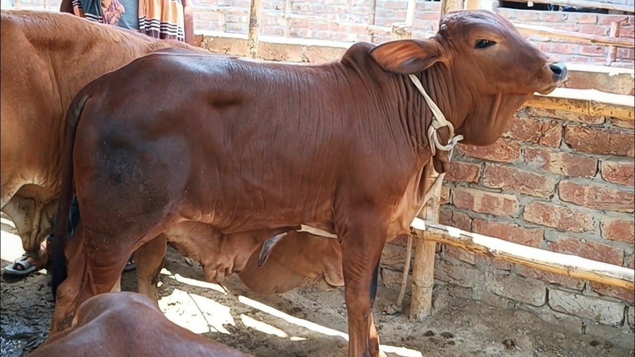@আজ ১৭ ফেব্রুয়ারী