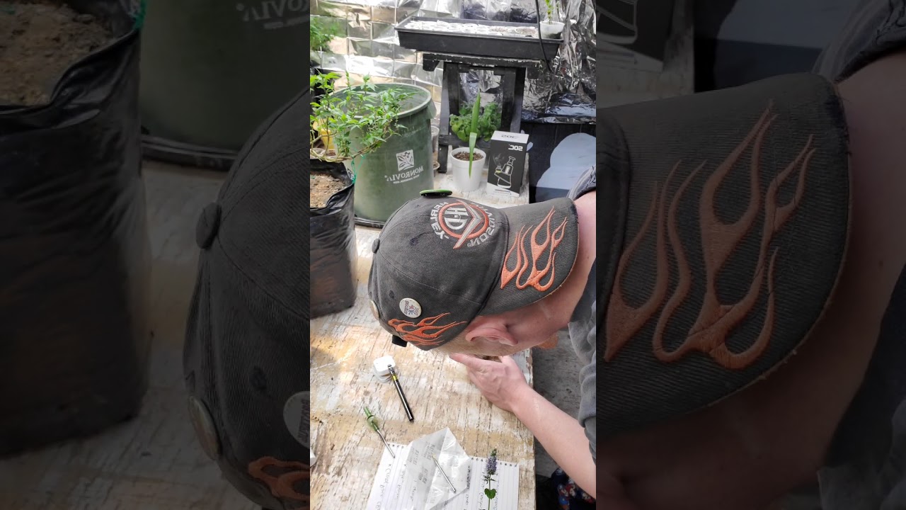 WesternCoHome Grown: Strain Review/ Crazy Race made by West Edison Cannabis Concentrates CRC extract