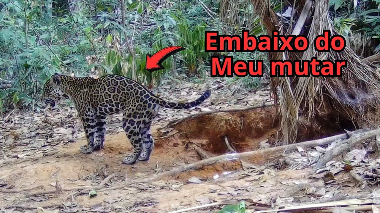 É ONÇA pra todo lado agora! Perigo em todo lugar.