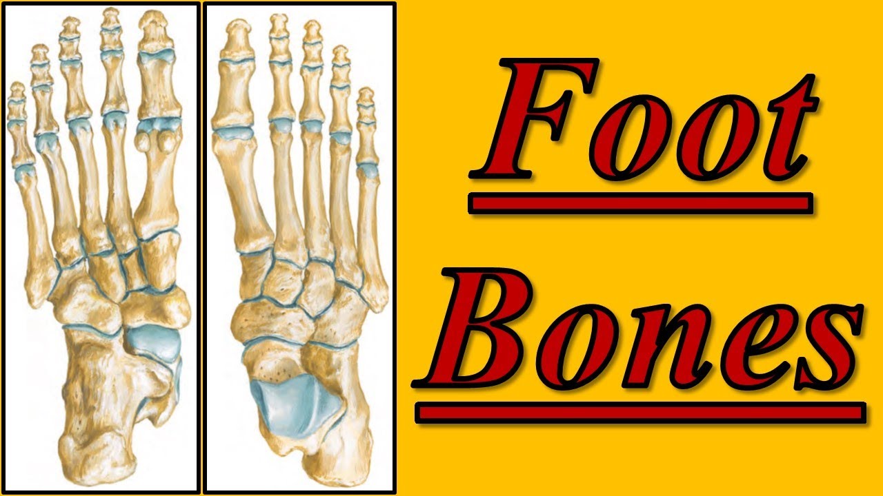 Foot Bones || Lower Limb || كلية الطب - مادة التشريح || (M1---) || [11]