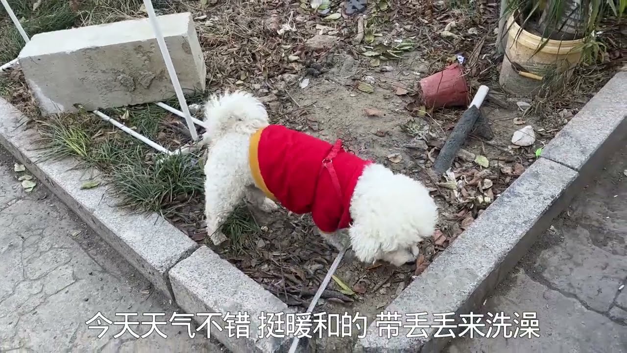 小奶狗送出磨牙棒又后悔了，看比熊吃这么香，他只能无奈叹口气 #流浪狗不再流浪 #萌宠 #萌宠日常记录