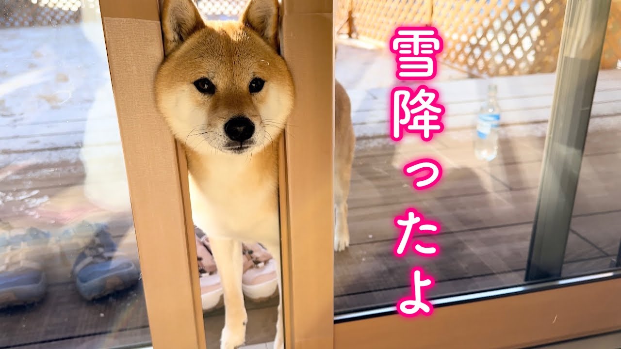 久しぶりに雪を見て嬉しくて家族を雪遊びに誘う柴犬が可愛い