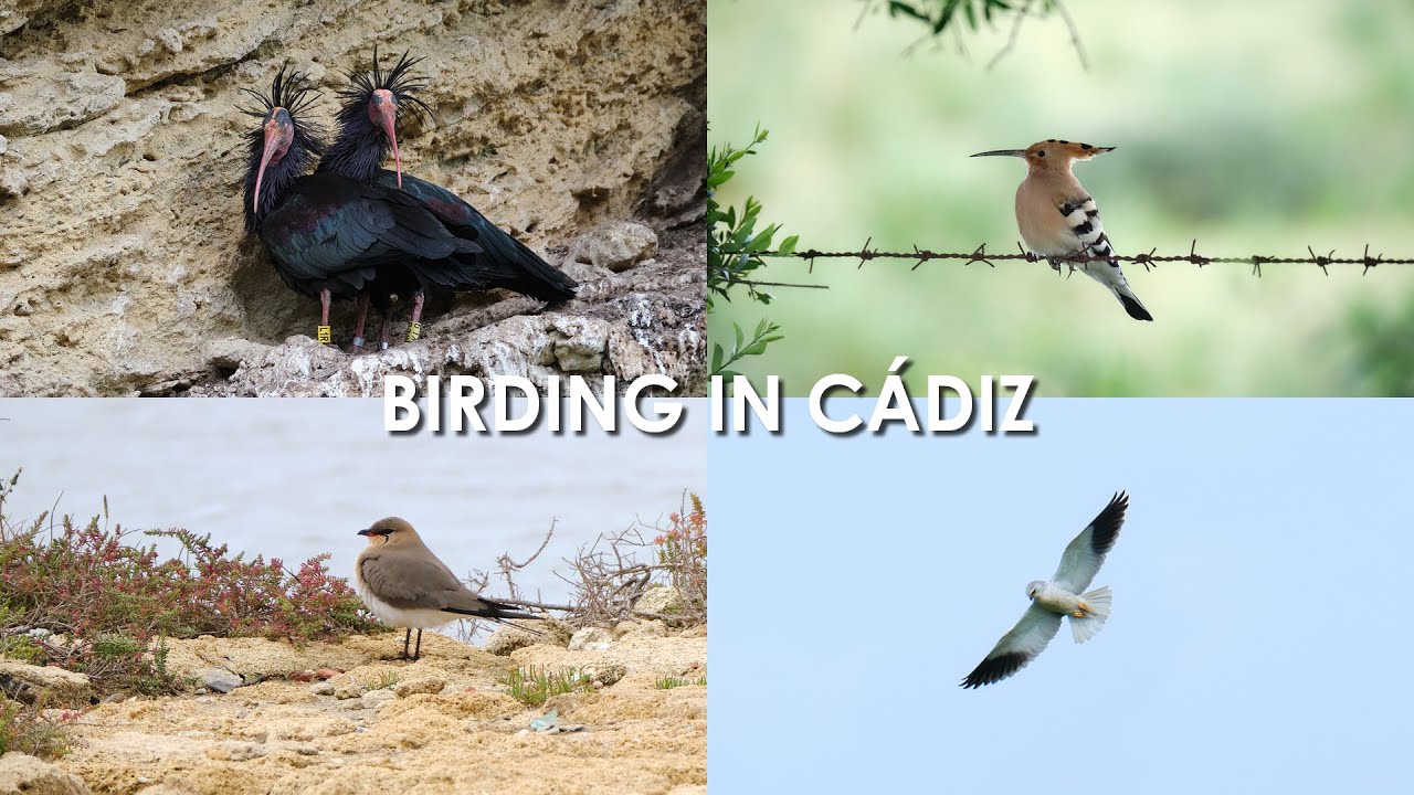 Birding in Cádiz   March 2025