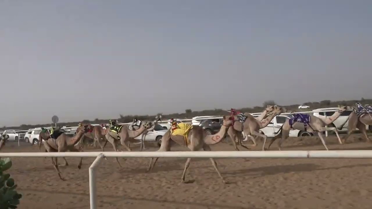 ش15 بكار مفاريد 1446/11/12هـ - 2025/05/10م (الرهاويه) مسفر عبدالرحمن الدوسري