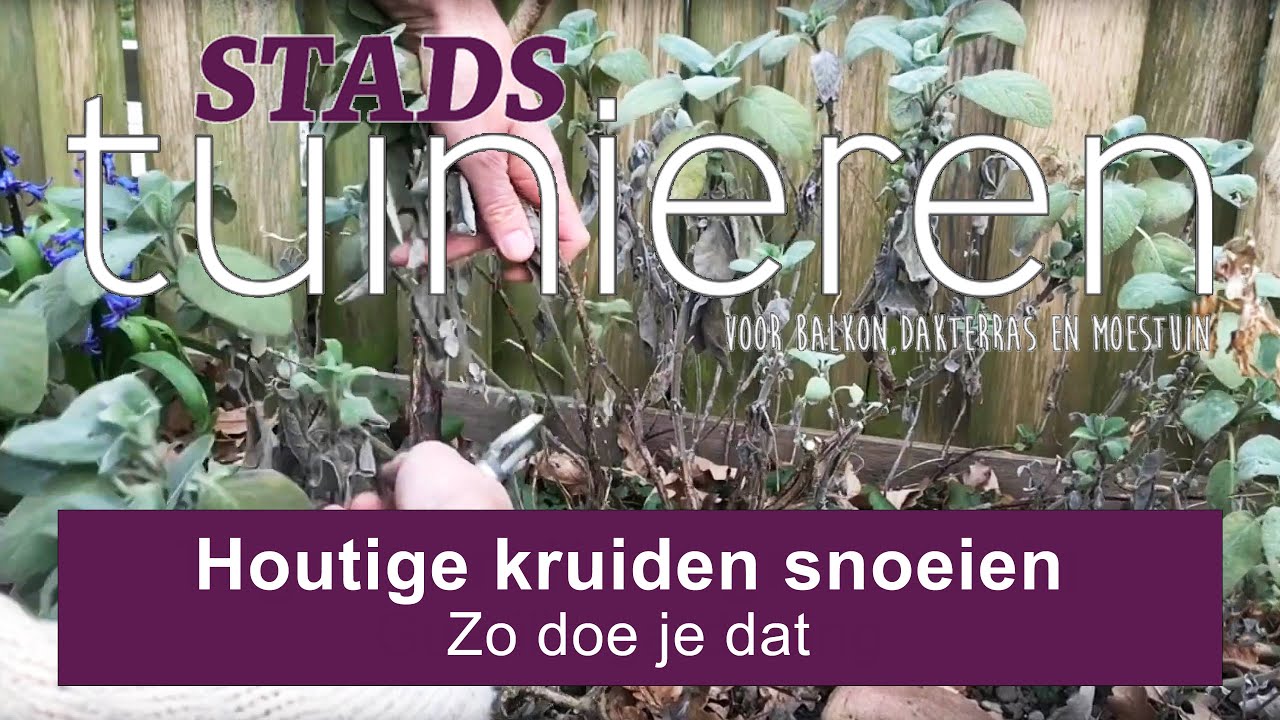 Stadstuinieren - Kruiden als tijm, salie en lavendel snoeien #moestuin