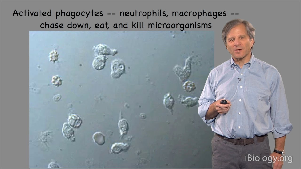 The Immune System - Ira Mellman (Genentech)
