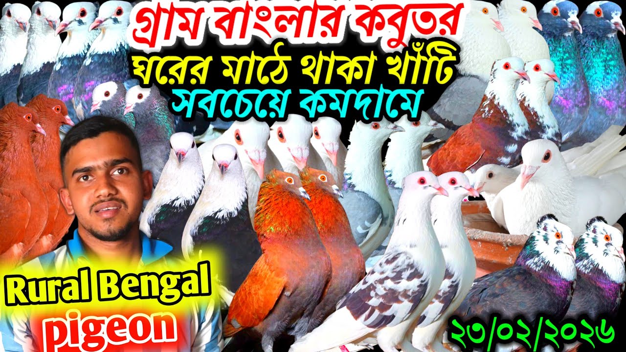 গ্রাম বাংলার খাঁটি কবুতর সবচেয়ে কমদামে দেশি কবুতর ডিম বাচ্চা সহ কবুতর বিক্রি হবে খামার থেকে