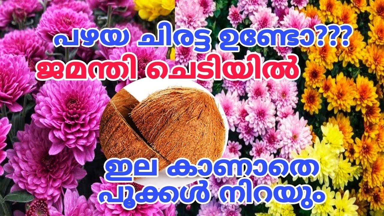 പൂക്കൾ വരാത്ത ചെടിയിലും പൂക്കൾ കട്ട കുത്തി നിറയും | Chamannthi Flowering Tips | Chrysanthemum