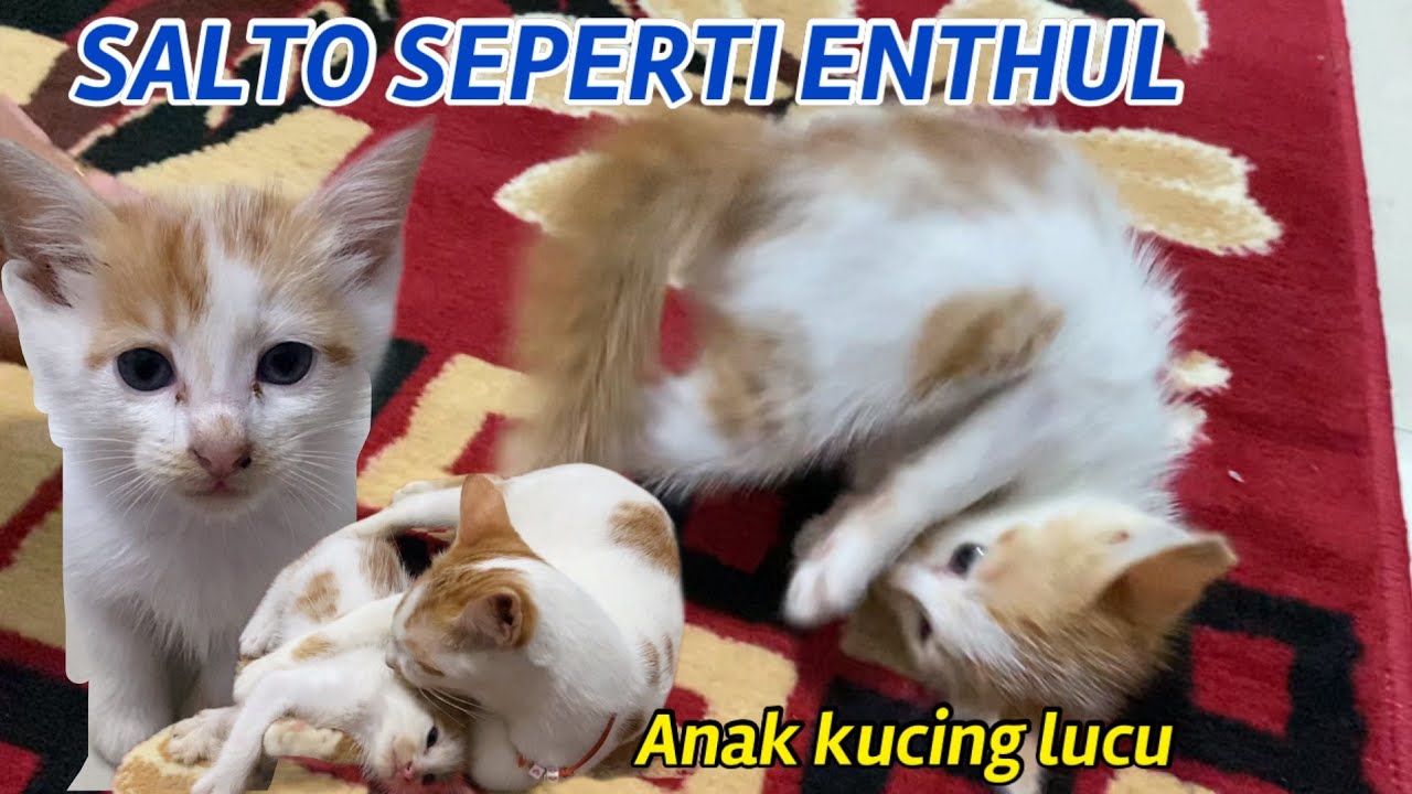 SALTO SEPERTI ENTHUL.. || Tingkah lucu anak² chimy#kucing lucu&imut