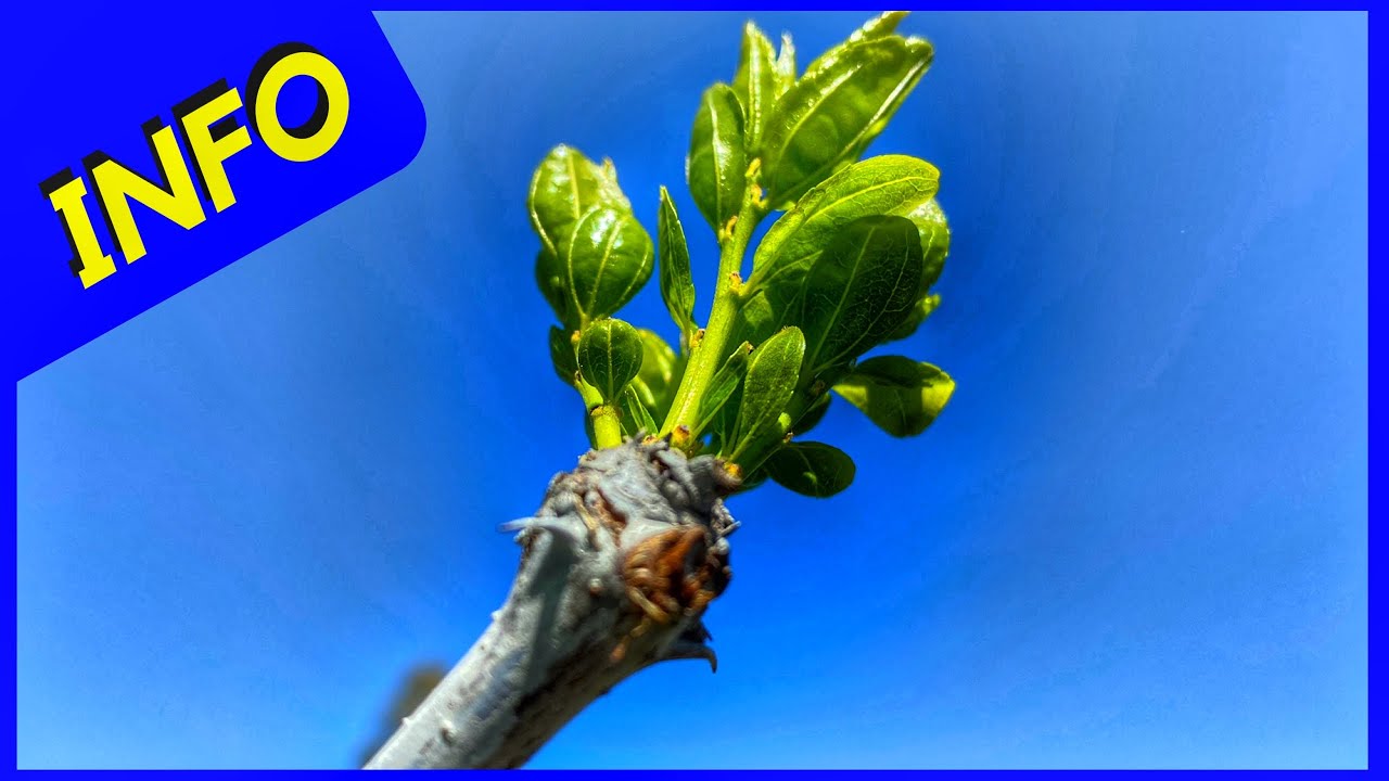 Jujube Tree Info - Li (Tough Fruit Tree)