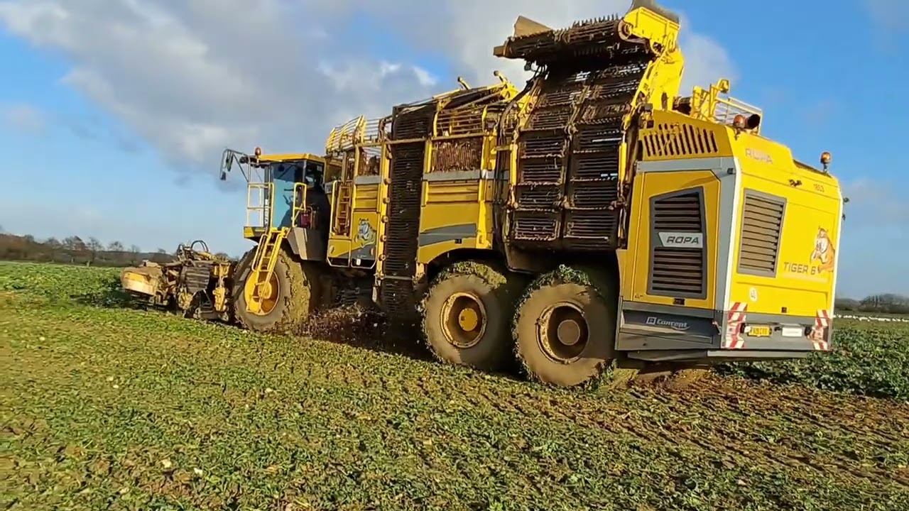 Sugarbeeting, with  ropa tiger, in Suffolk 