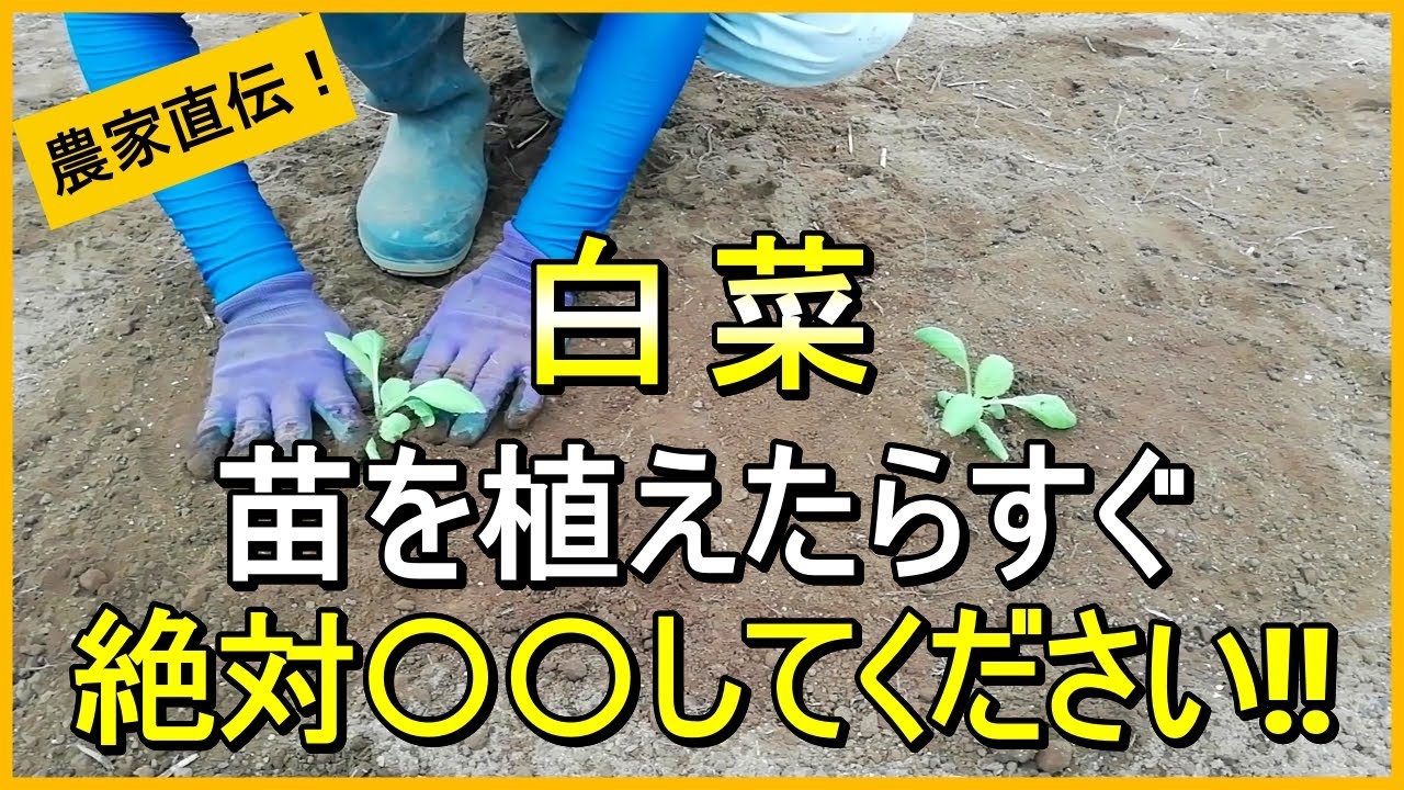 【白菜栽培】苗の植え付けは最初が肝心！害虫対策についても解説【有機農家直伝！無農薬で育てる家庭菜園】　25/9/20