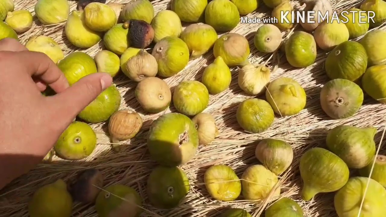 احسن طريقة لتجفيف التين