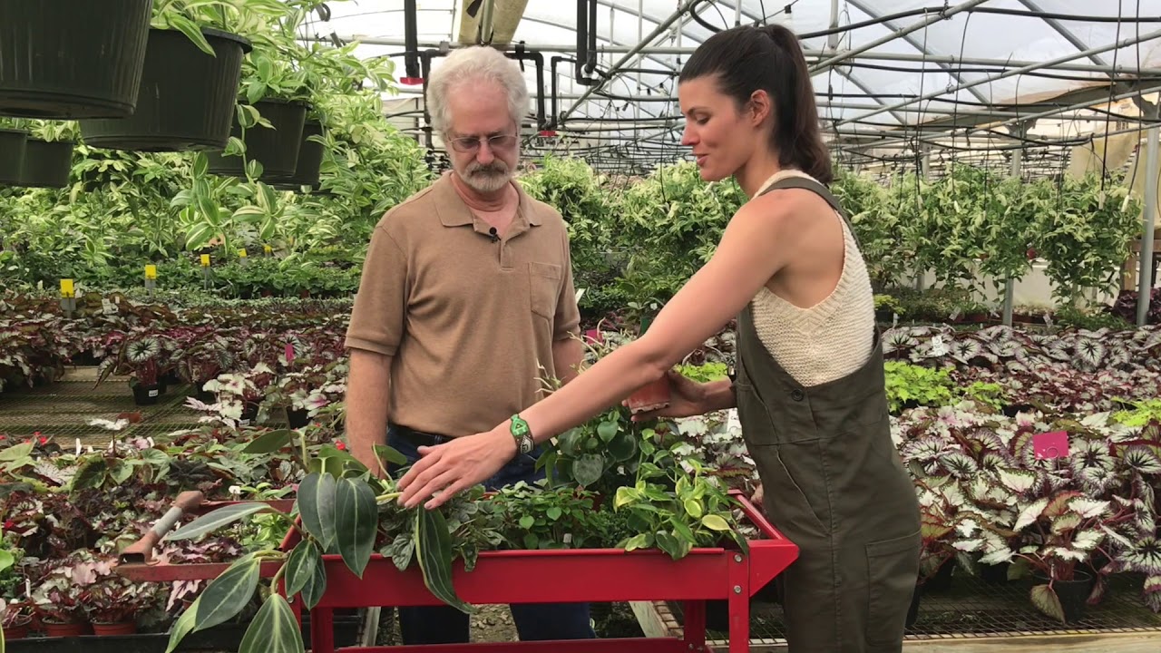 Peperomia Care with Summer Rayne Oakes