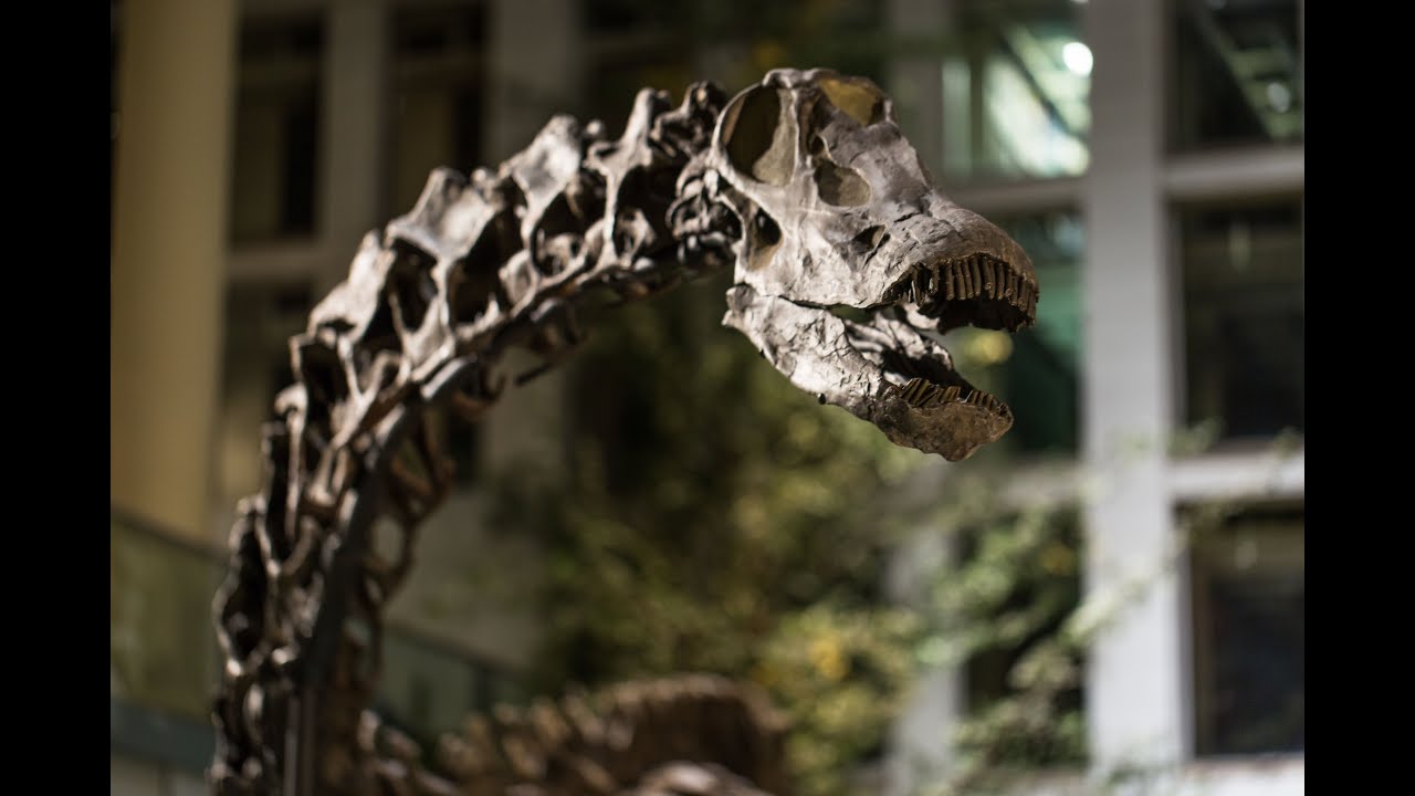 Diplodocus carnegii (Dippy) - Dinosaur Spotlight
