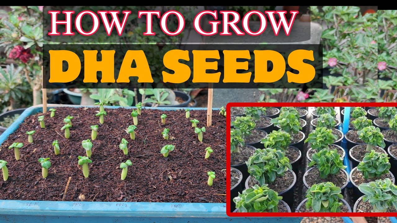 How to grow DHA seeds | how to germinate adenium dha seeds