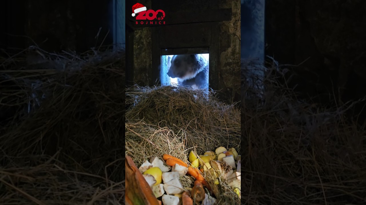 🐻Medvede hnedé sa už pomaly ukladajú na zimný spánok.