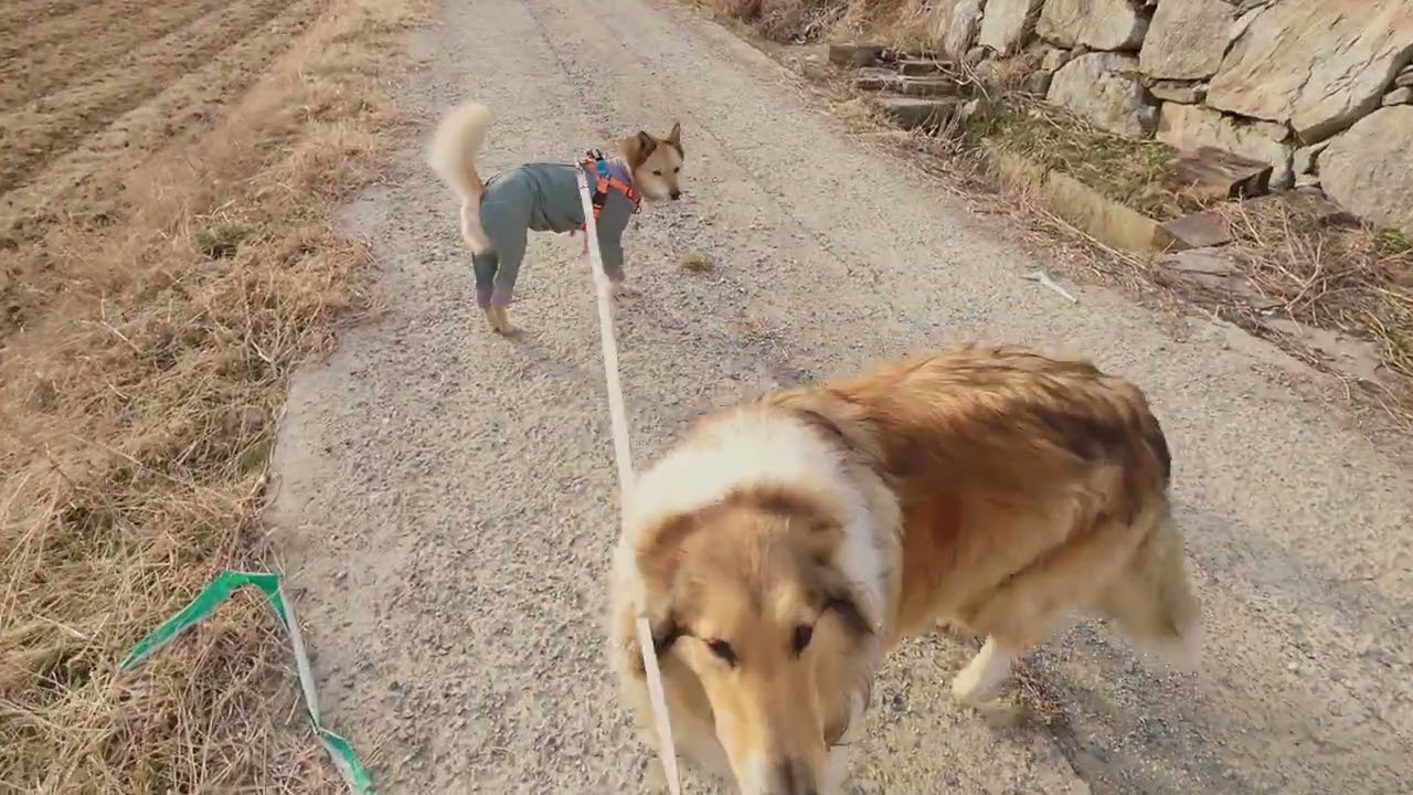 짜장이는 이제 관리받기 시작이네