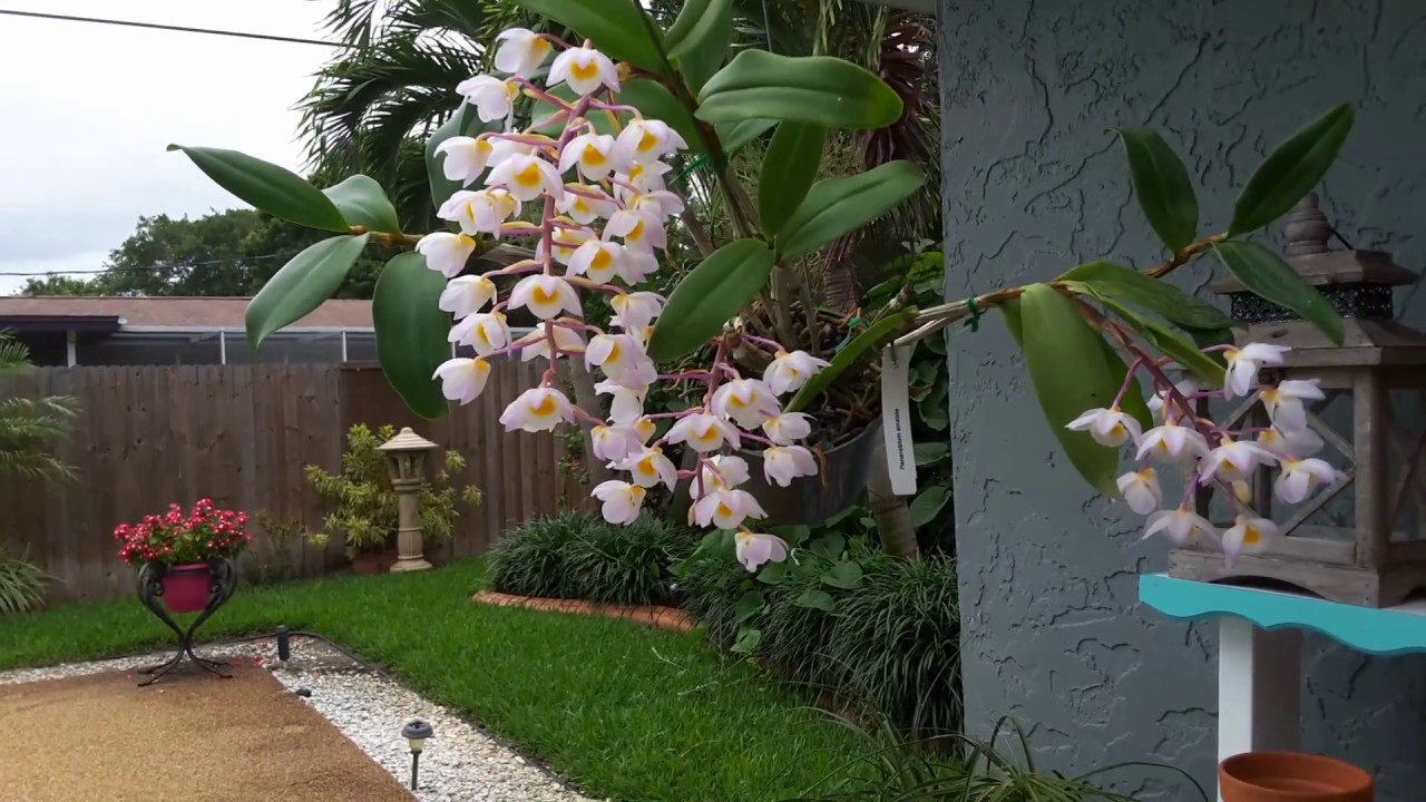 Dendrobium Amabile