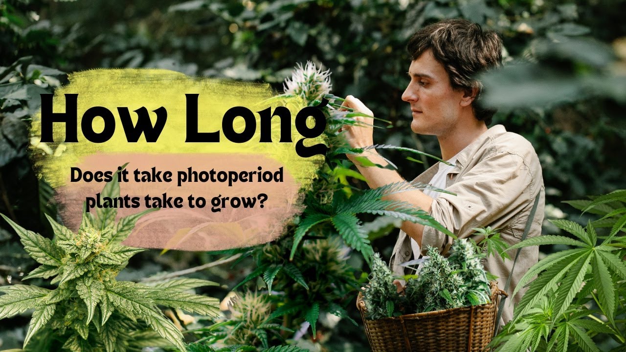 How long does it take for photoperiod cannabis plants to grow?