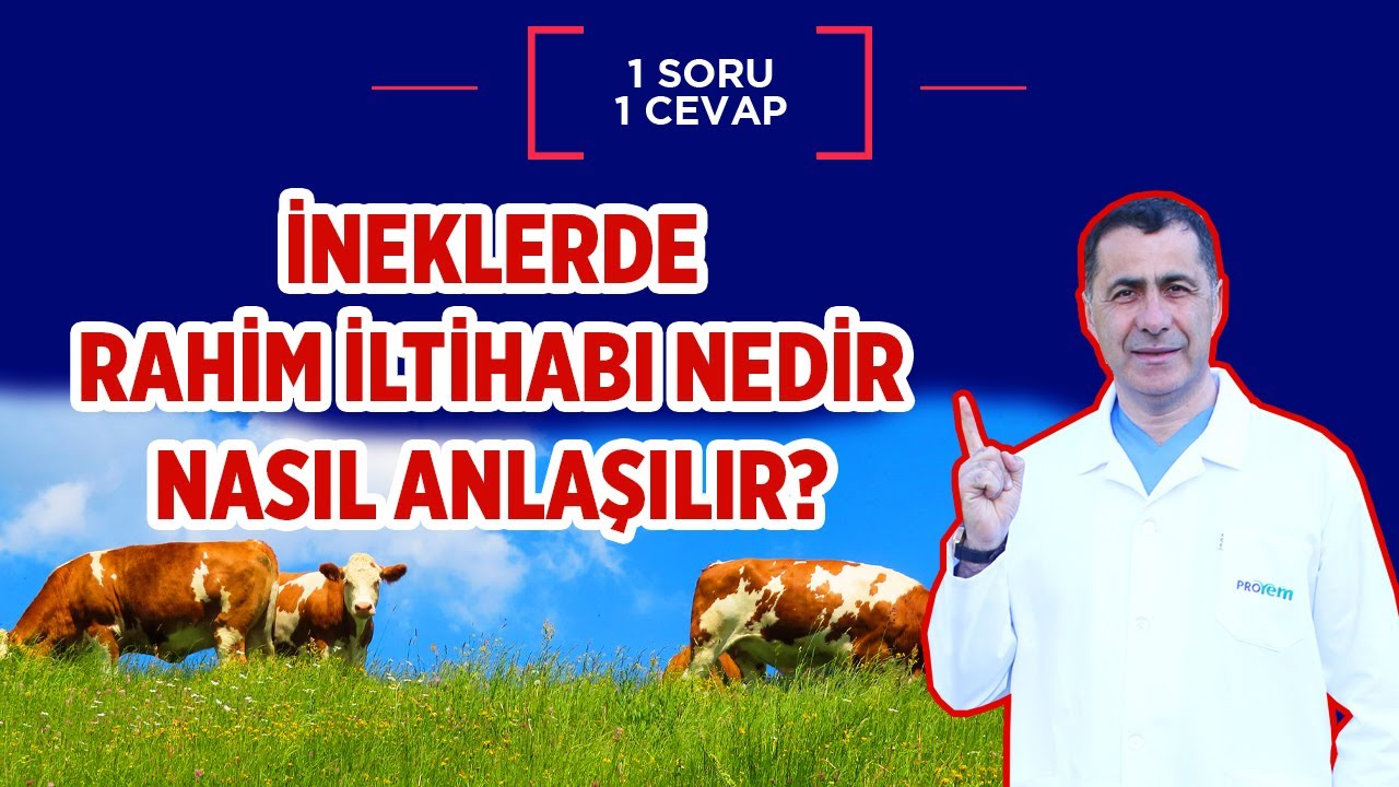 İneklerde rahim iltihabı nasıl anlaşılır?