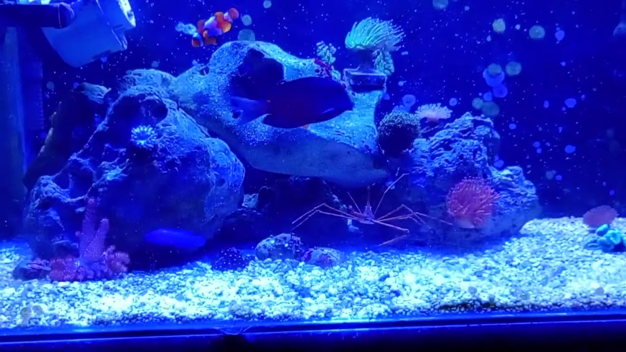 Meu  reef!!