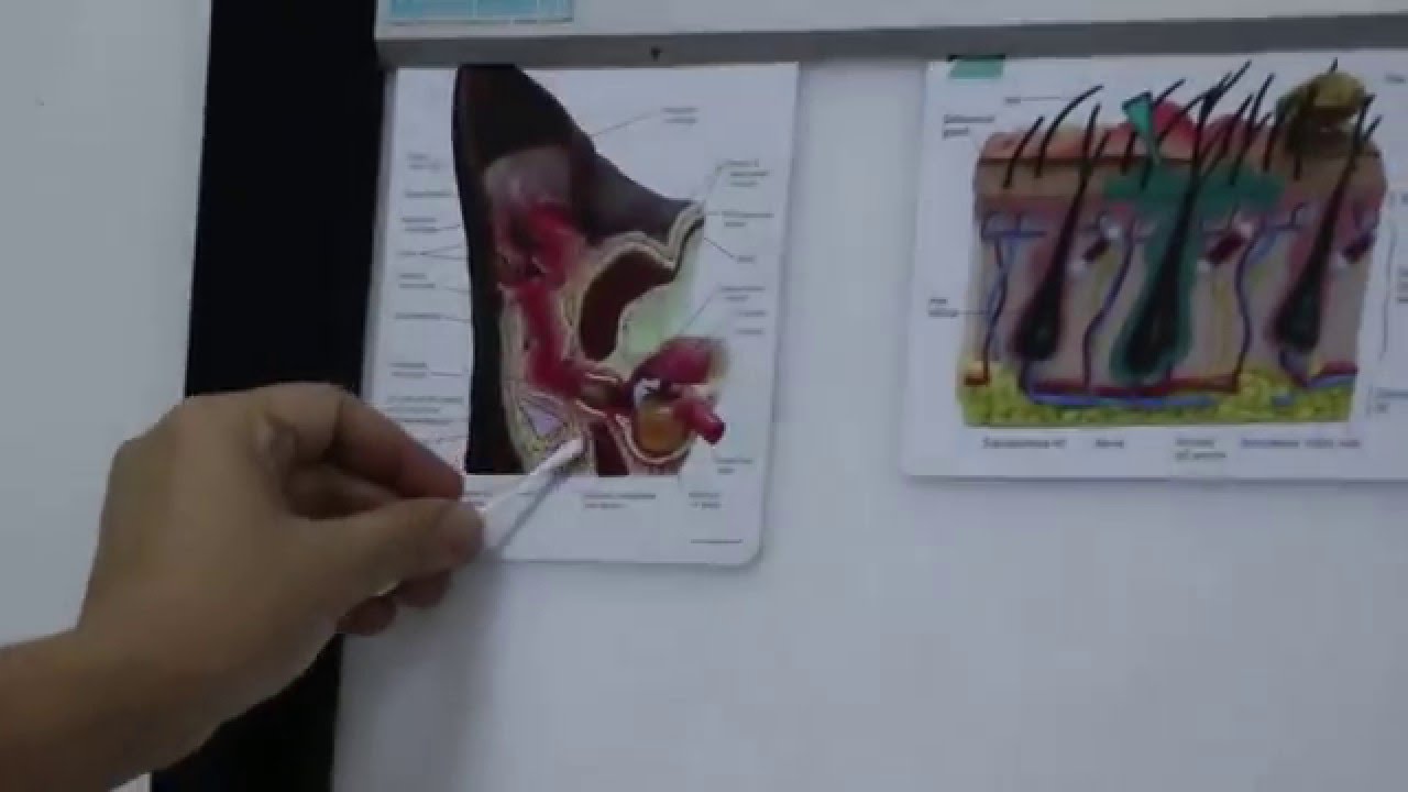 A Shih Tzu's eye and ear infections is present 2 months later. Pt 1