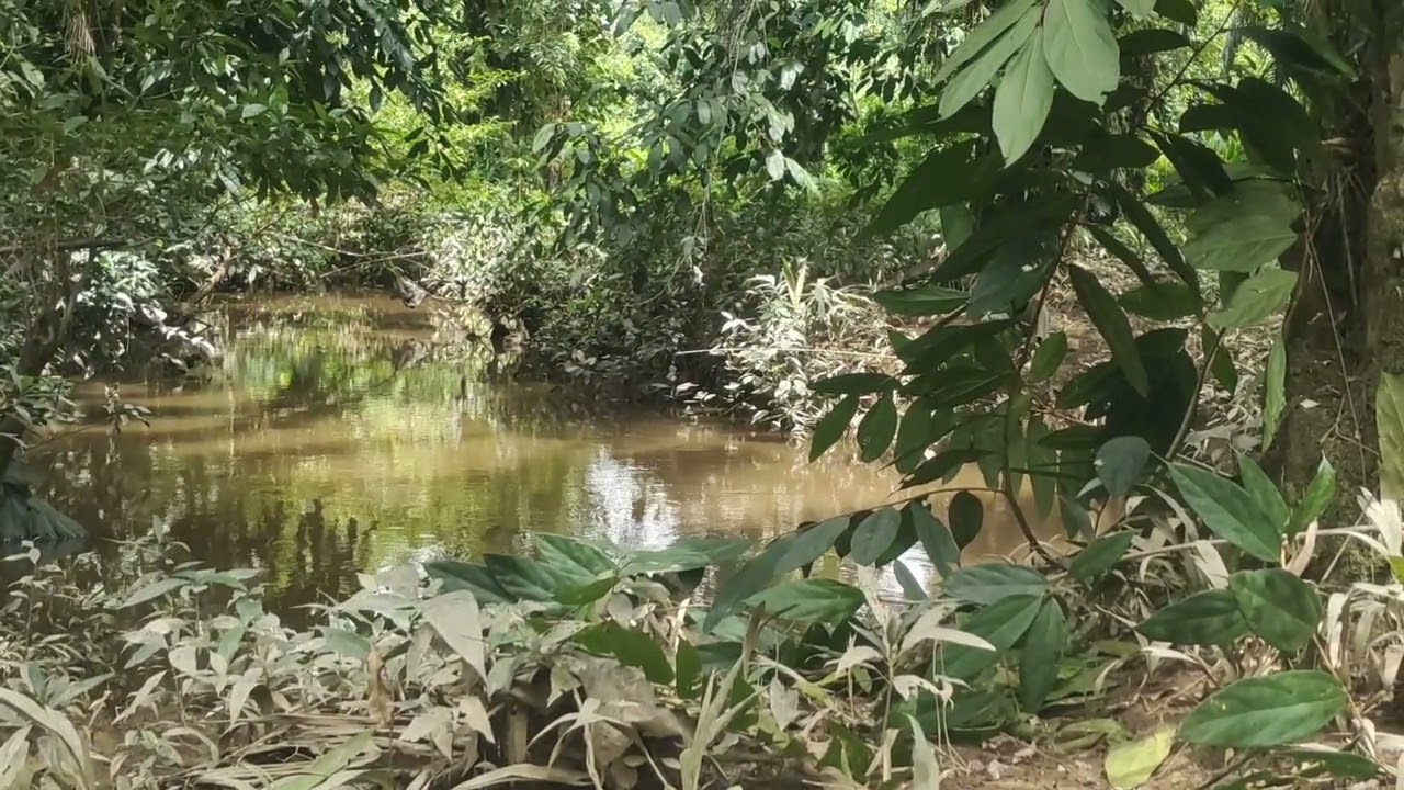 Abis sudah satu minggu lebih bru siap
