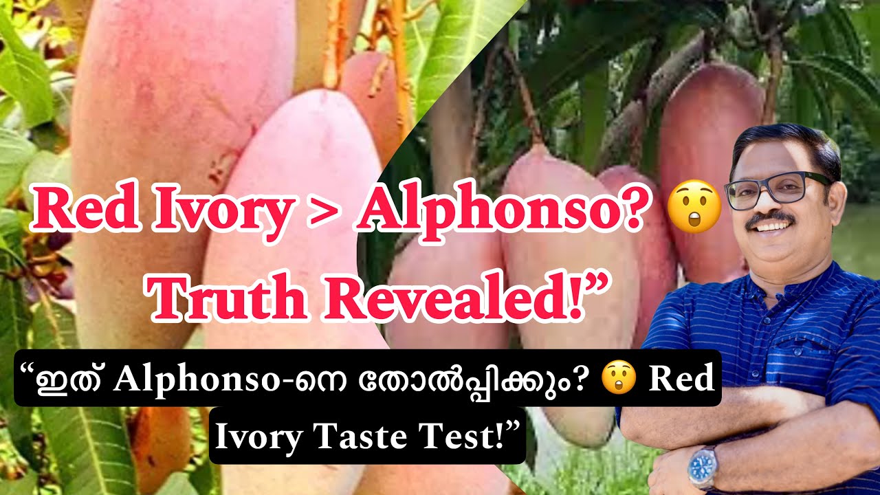 Red Ivory Mango — новое поколение сладостей!