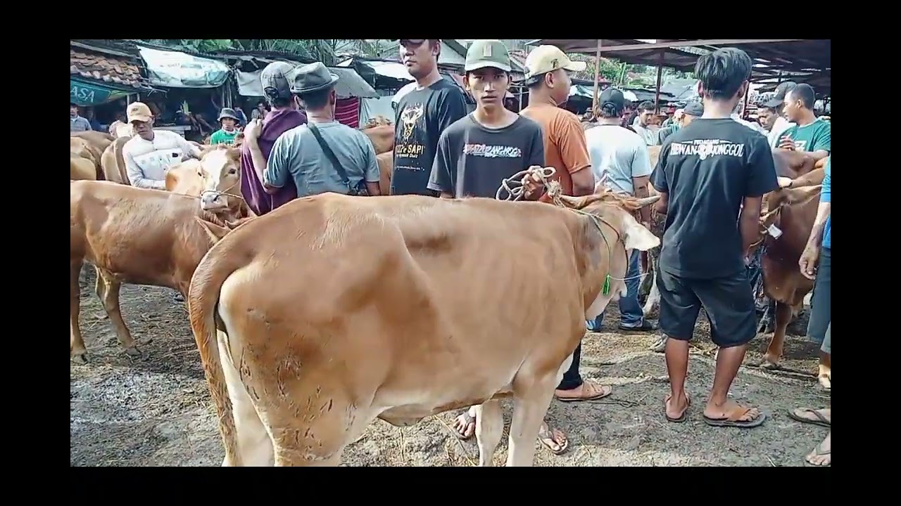Update Harga Pasar Hewan Jonggol Kabupaten Bogor, Kamis 05 Maret 2026 -