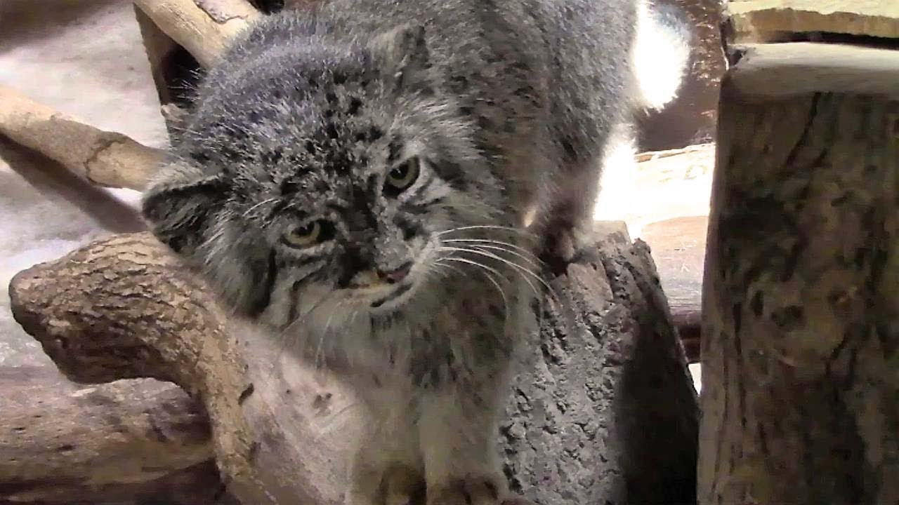 めっちゃ見てくるマヌルネコ 「ユス」（上野動物園）Pallas's Cat Stared back