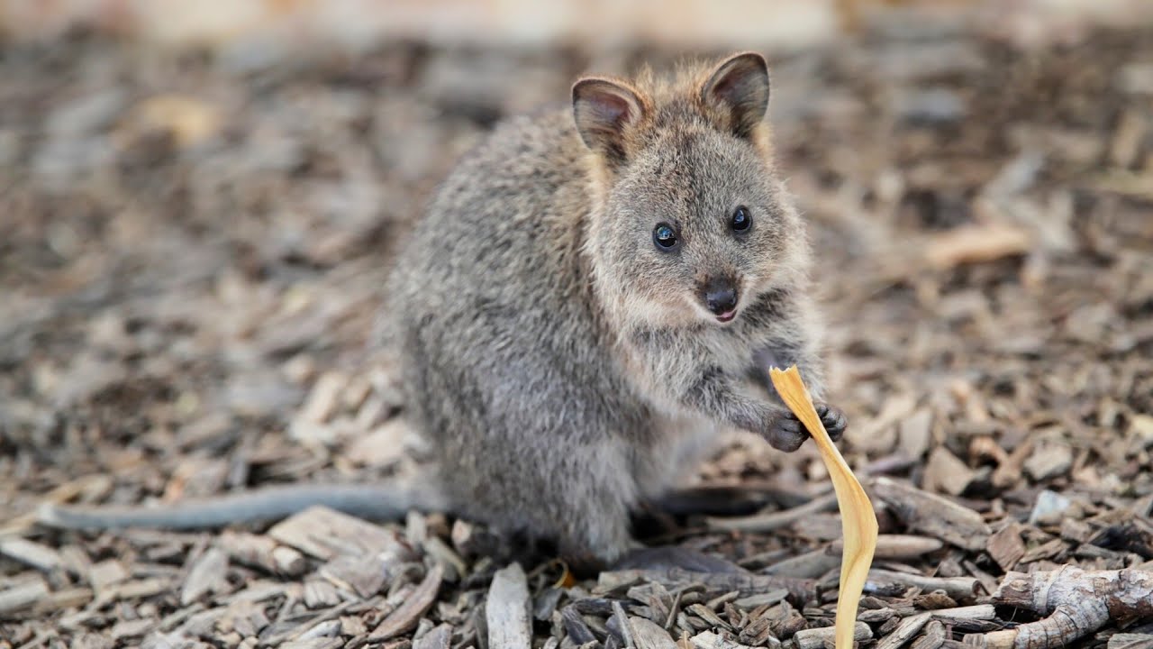 Sydney Zoo welcomes three new baby quokkas