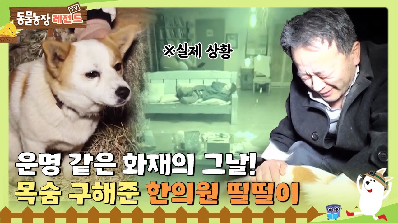 [Легенда о скотном дворе] 😭 День рокового пожара. #TVAnimalFarm #SBSstory