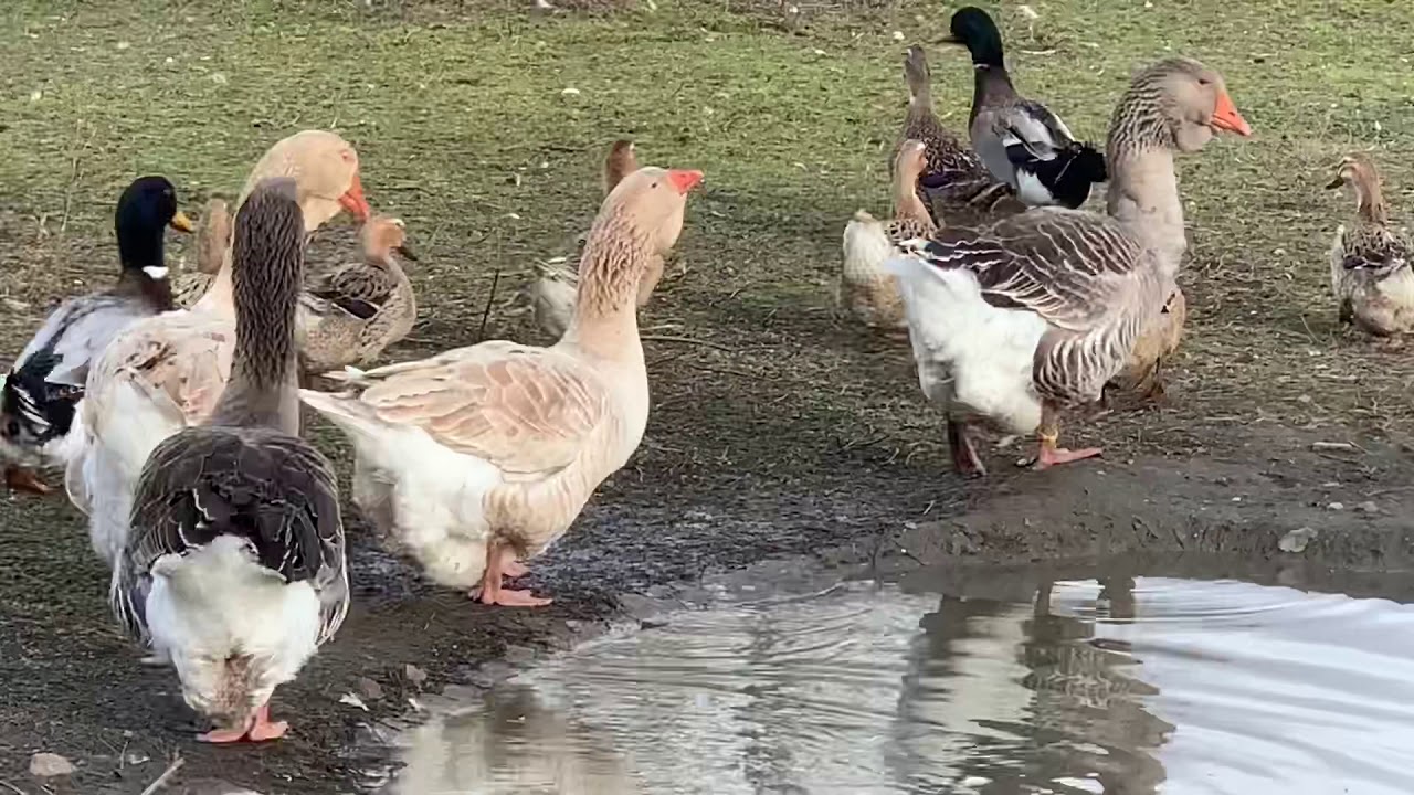 REPRODUCTION CANARD ET OIE 2020!