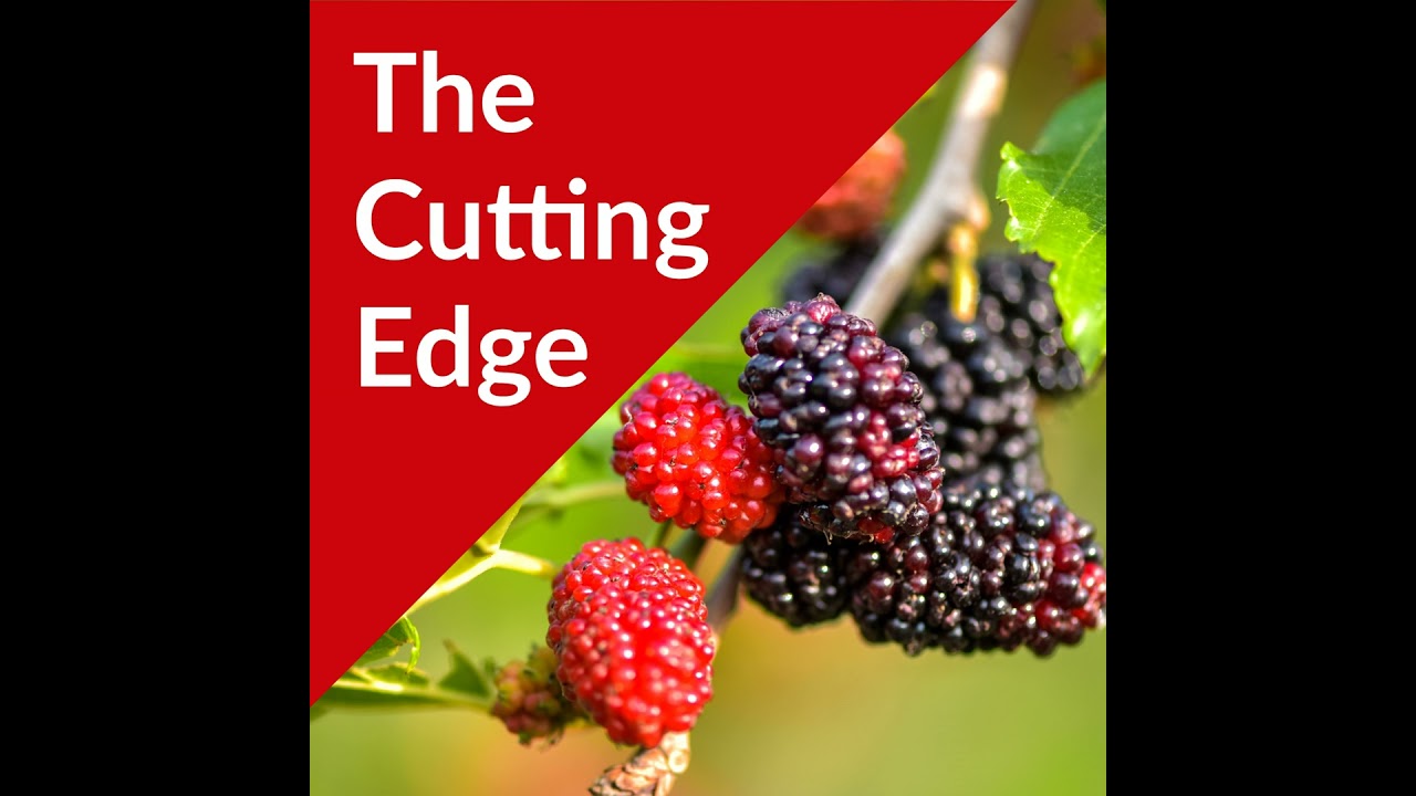 Episode #43: Mulberries Part I, Current Research and Historical Context
