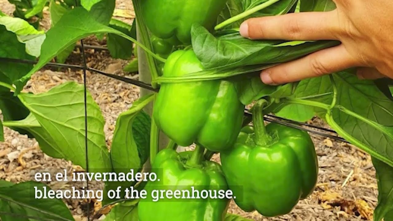 CGP1693 - Pimiento California Amarillo - Dal&iacute;as, Almer&iacute;a