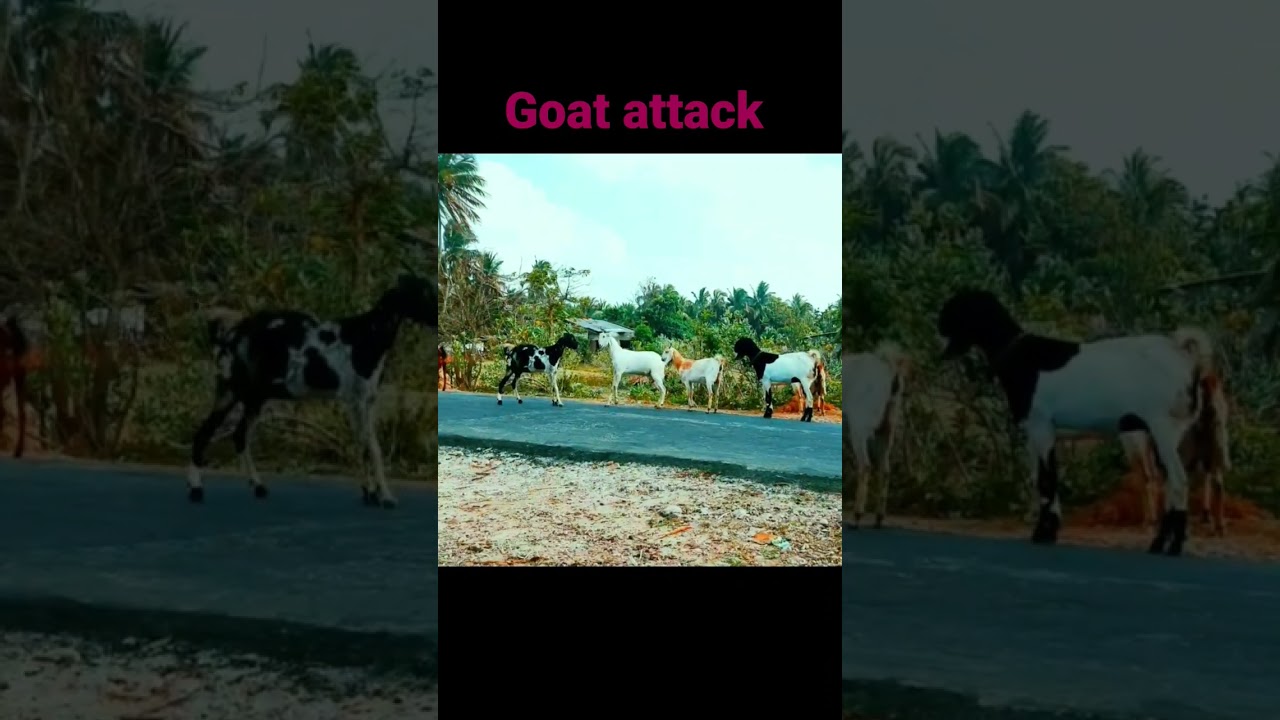 How to Attacks Goat | Animals Sri Lanka