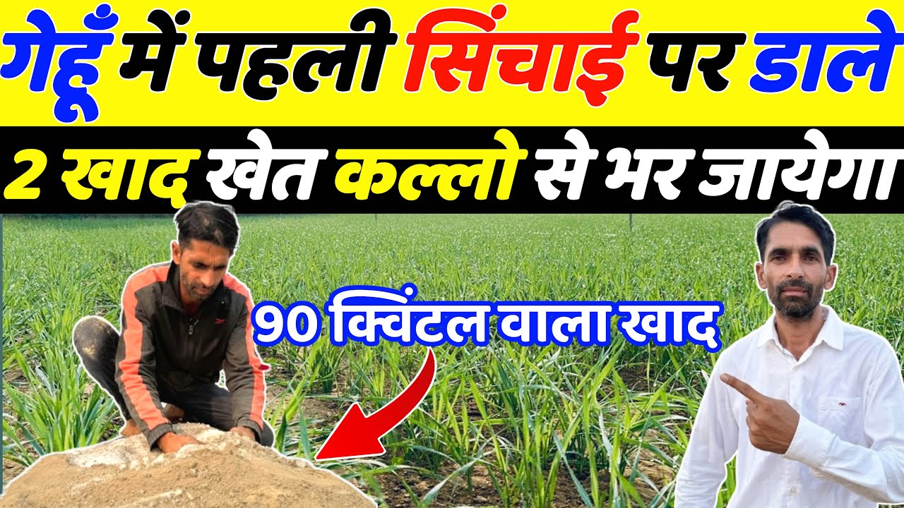गेहूँ में पहले पानी पर जरुरी खाद और टॉनिक | Gehu me kalle kaise badhaye | Gehu ki kheti |Gehun kheti