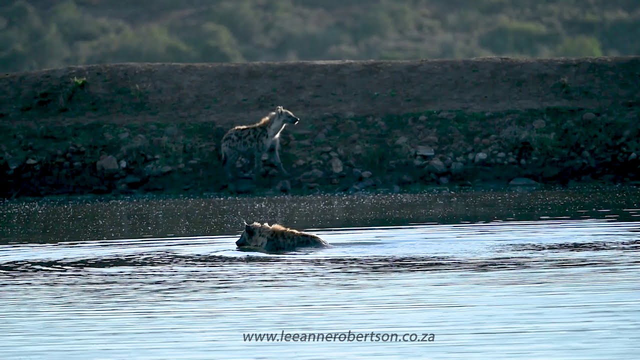 Safari Snippets - Hyena swimming