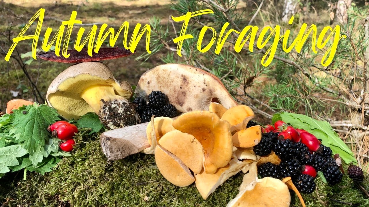 Autumn Foraging in the UK | Mushrooms and other wild edibles to find in the UK in Autumn