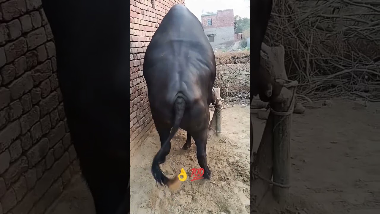 buffalo#first time#meeting