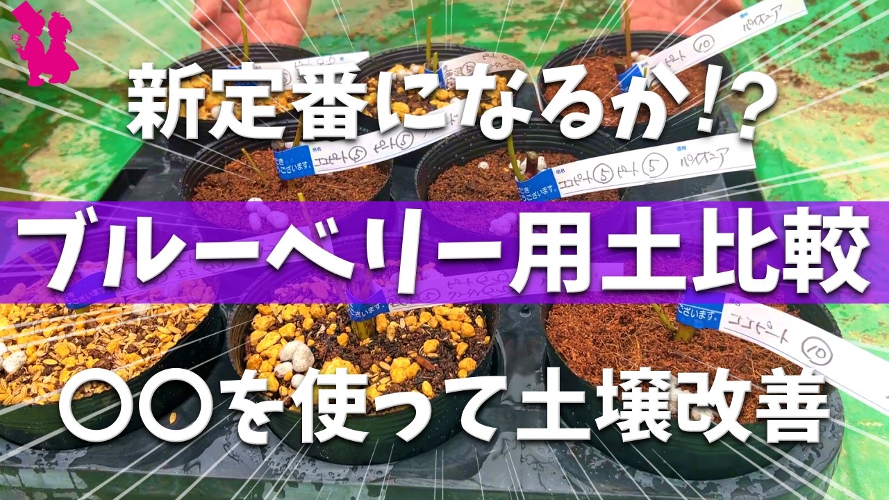 【第2弾】鉢植えブルーベリーを4種類の用土に植えて生育比較をします！