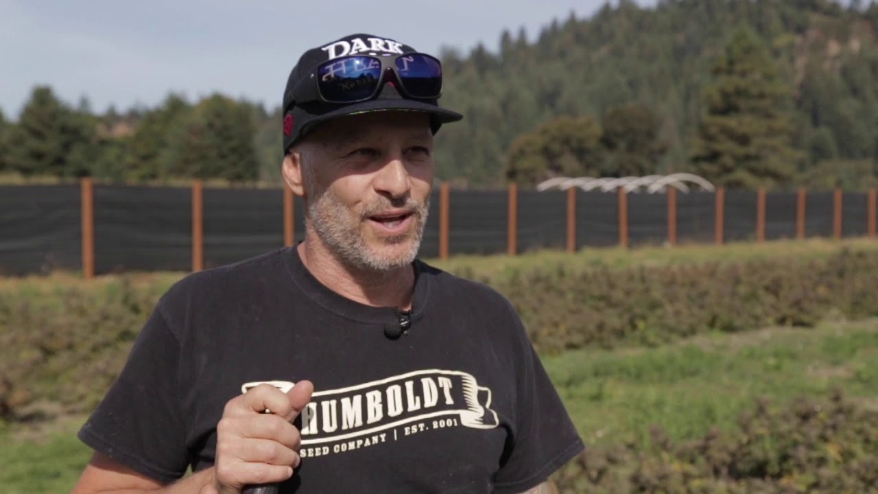 The Hunt for the Unicorns in the Cannabis Genome