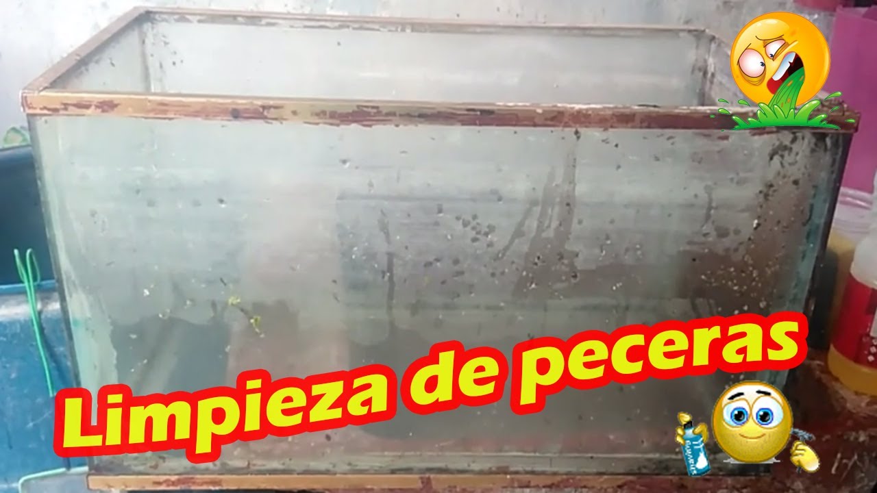 Limpieza de acuarios