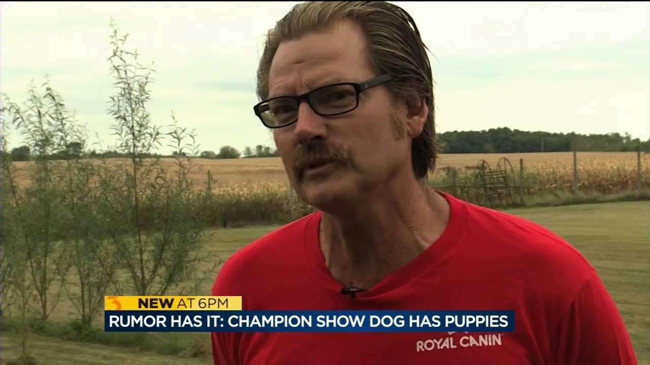 Championship show dog Rumor has puppies
