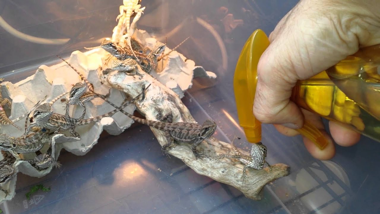 How I hydrate my baby beardies! Super cute trick!!