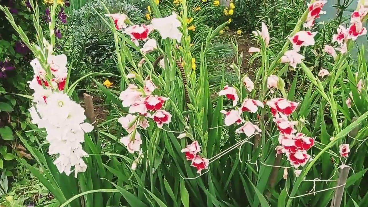 #Гладиолусы из детки за один год #